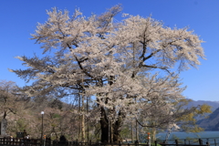 荘川桜（照蓮寺）