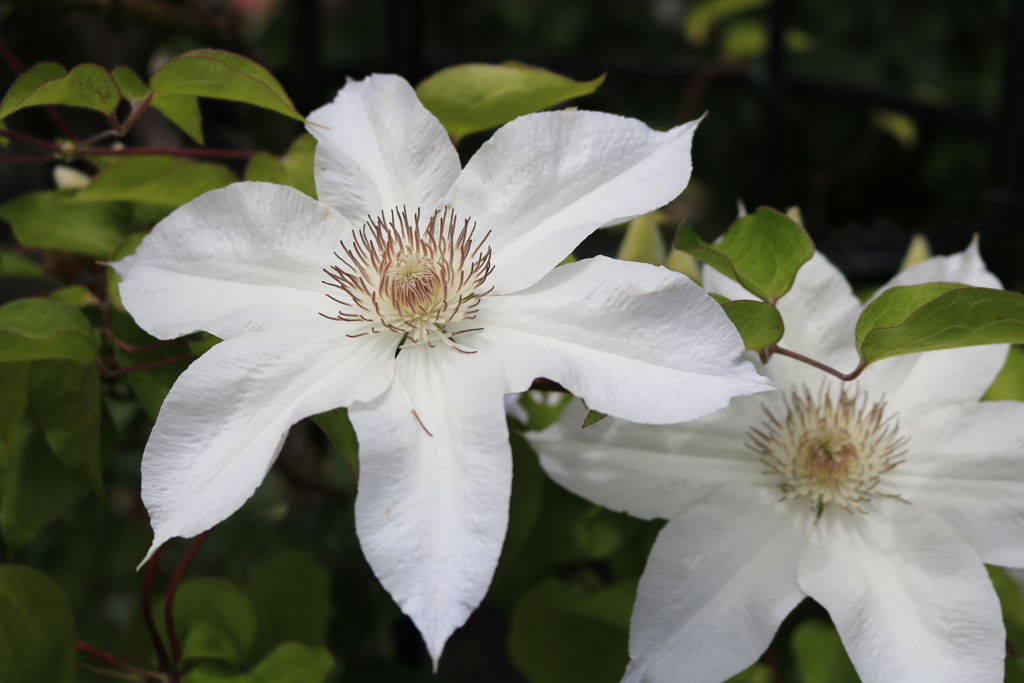 大安禅寺の薔薇園7