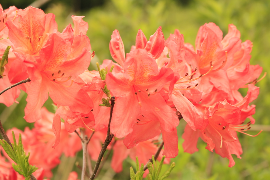レンゲツツジの花