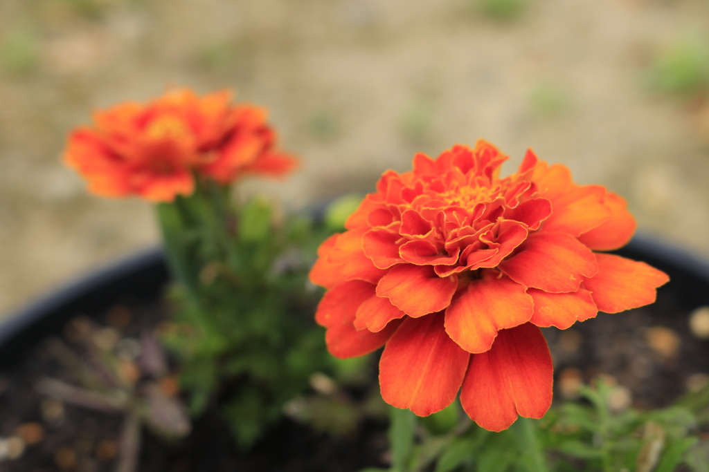 マリーゴールド（オレンジ）