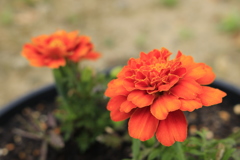 マリーゴールド（オレンジ）