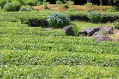 茶畑に紫陽花