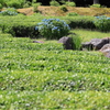 茶畑に紫陽花