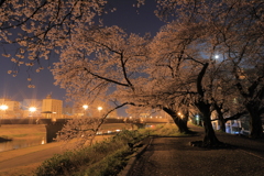 足羽川夜桜１