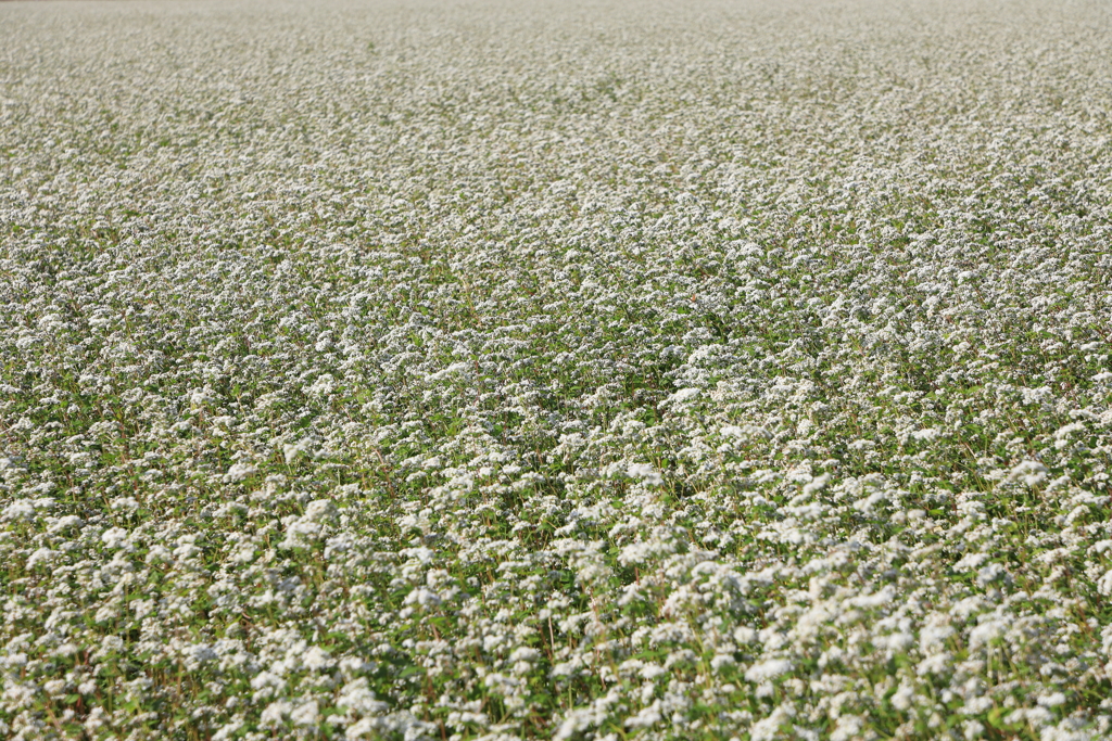 White Carpet