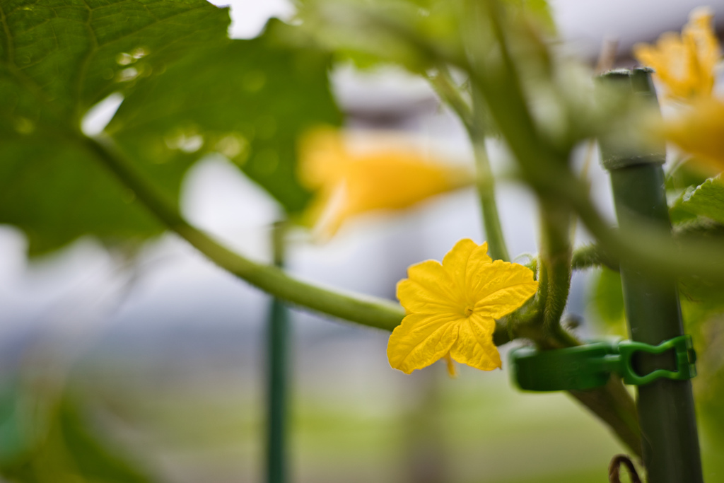 Cucumber