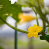 Cucumber