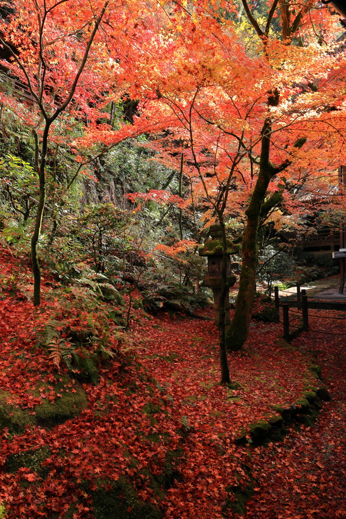 紅い庭