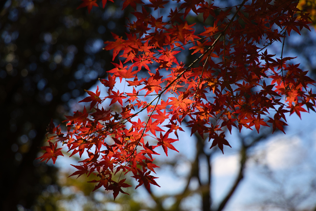 紅に染まり