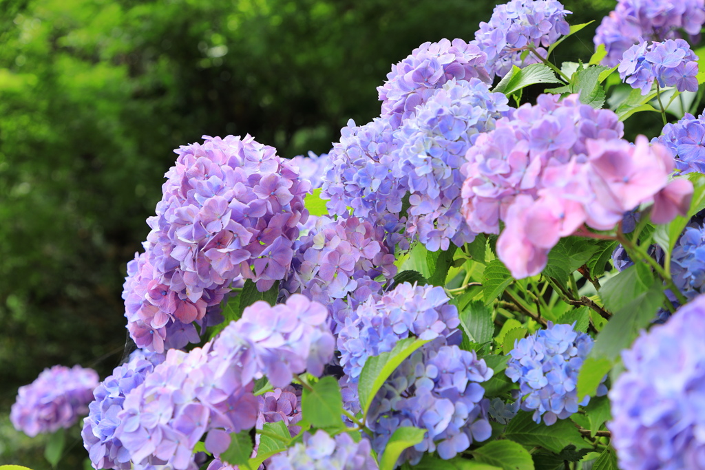 足羽山の紫陽花