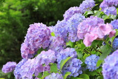 足羽山の紫陽花
