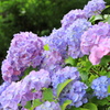 足羽山の紫陽花