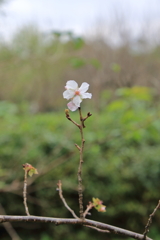 冬桜