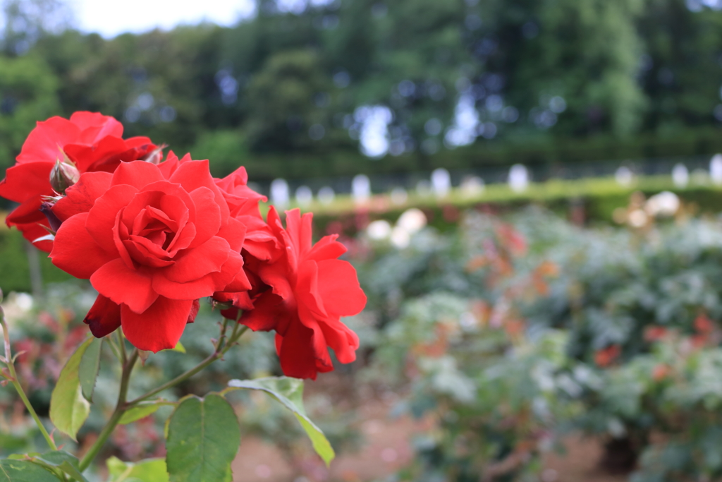 調布神代植物園にて Vol.2