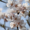 庭に咲く花　Vol.13