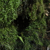苔と雫