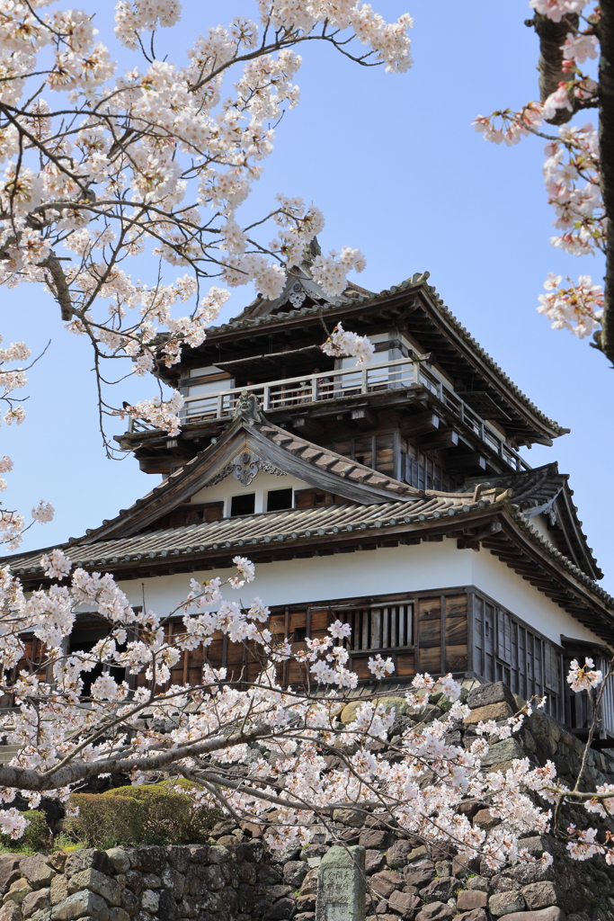 桜と丸岡城