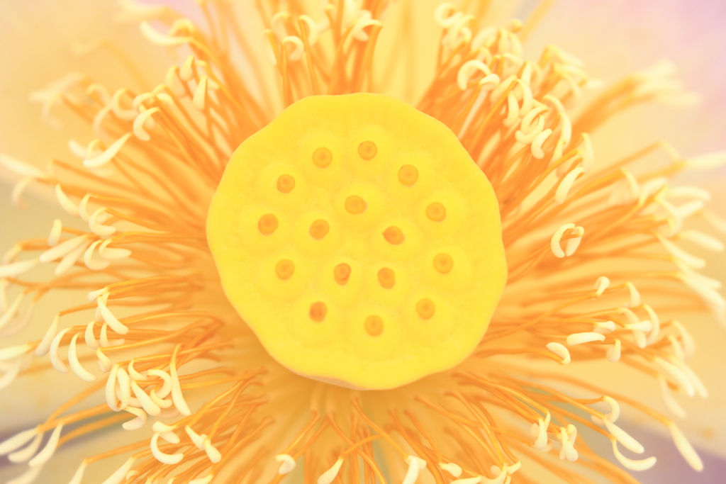 太陽のように