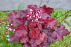 ヒューケラ ファイヤーチーフの花