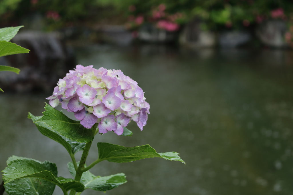 季節です