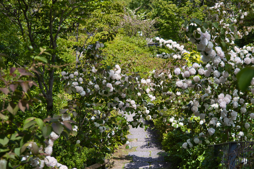 牧野植物園の花９