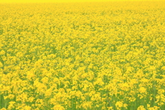 One side of rape blossoms