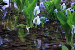 水芭蕉