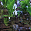水芭蕉