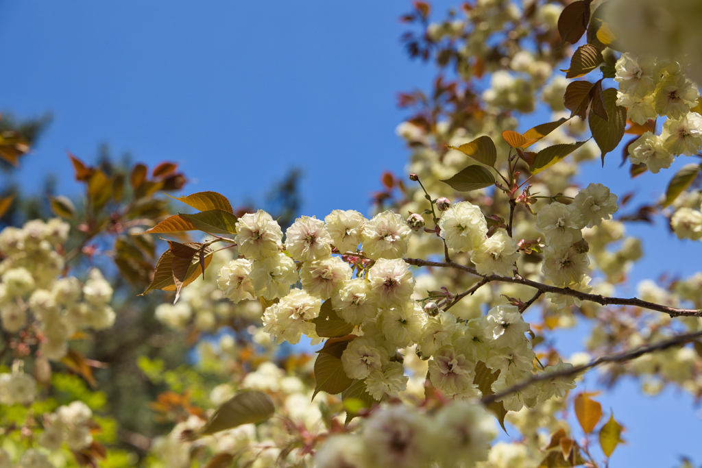 御衣黄桜