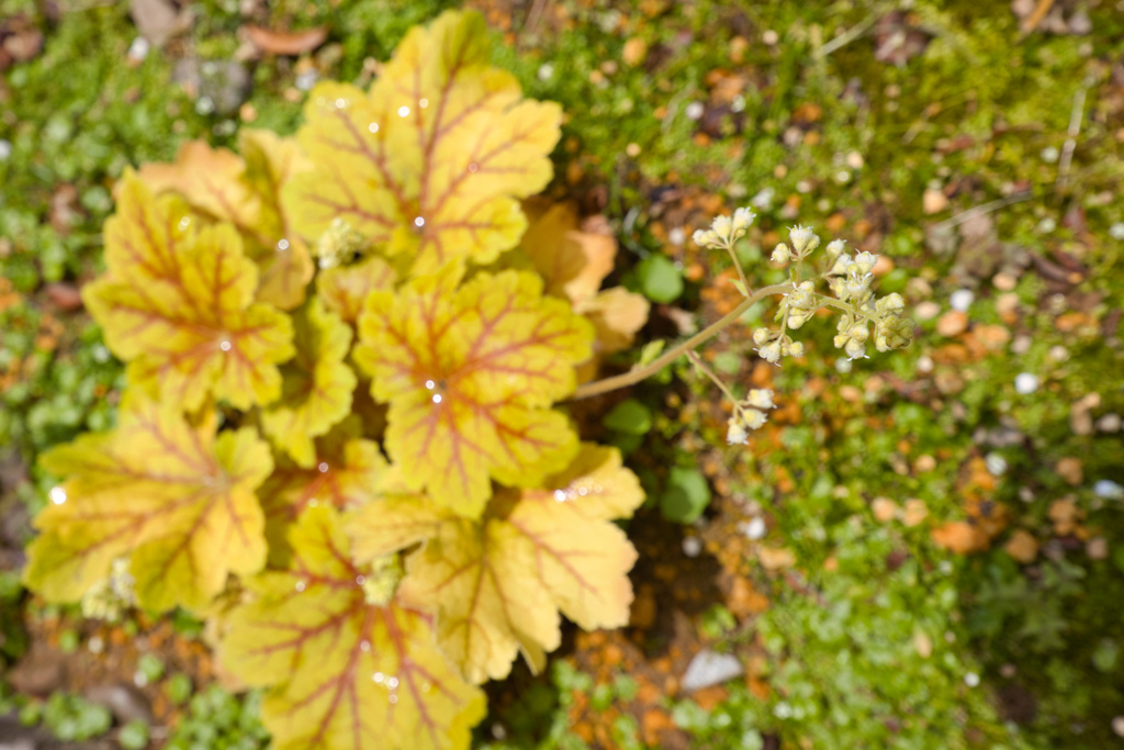 ヒューケラ エレクトラの花
