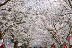 満開