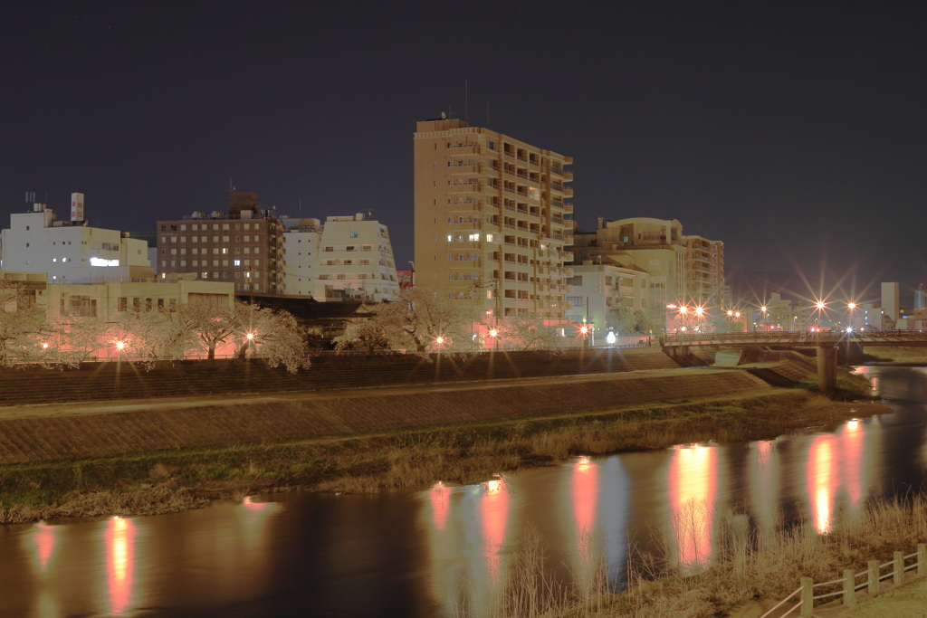 足羽川夜桜５