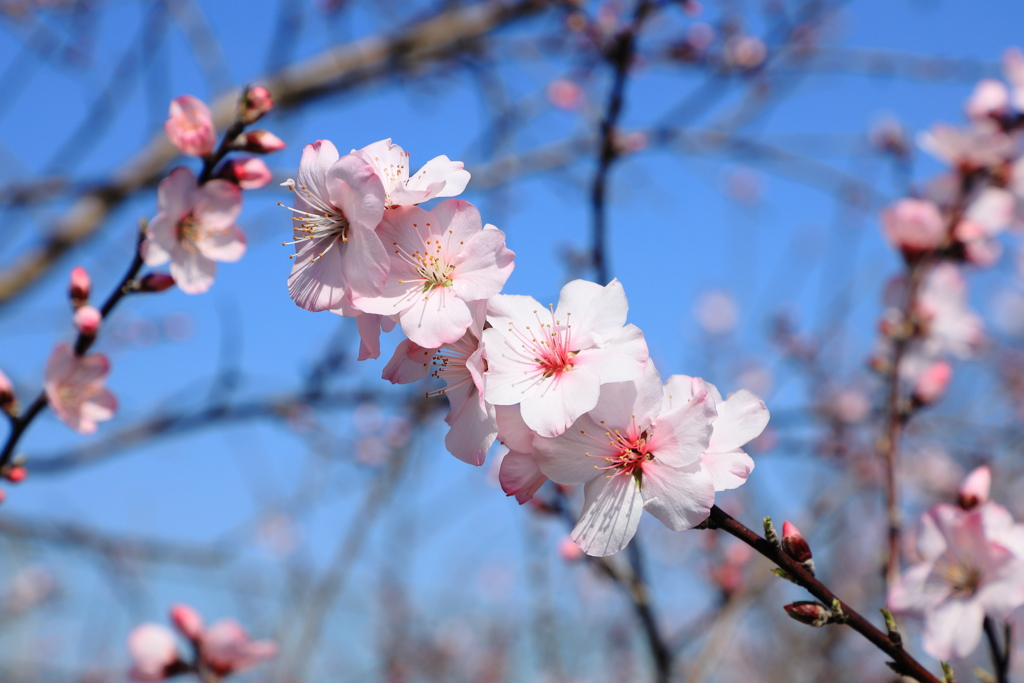 アーモンドの花