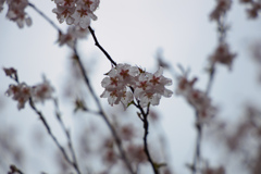 早春　No.6