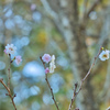 10月桜３
