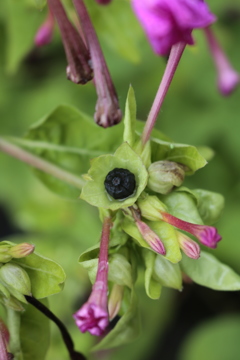 白粧花の種