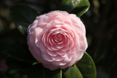 お見事です お見事です