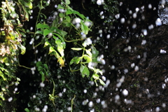 浄めの滝６