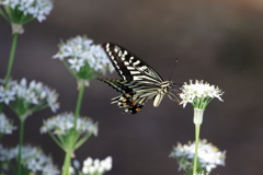 アゲハとニラの花１