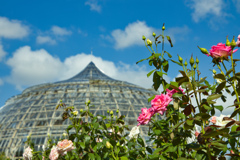 タマネギハウスと薔薇