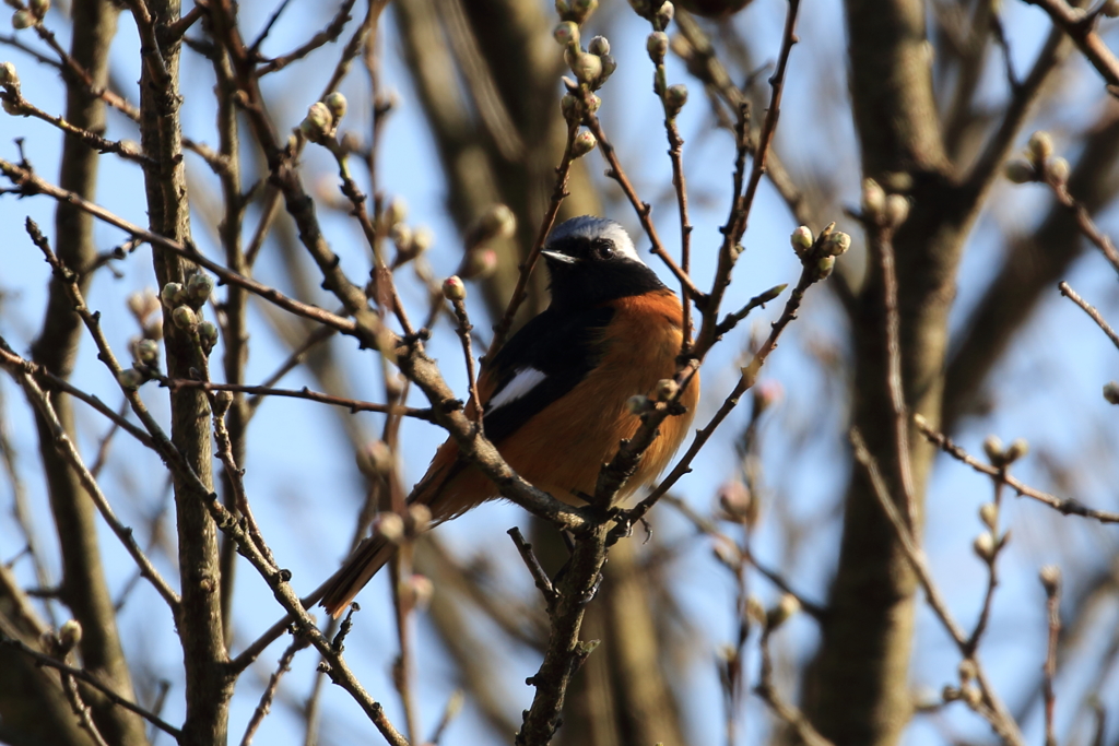 ジョウビタキ３