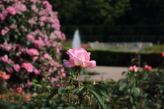 調布神代植物公園にて VOL.1