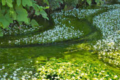 梅花藻の澤