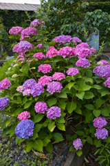 紫陽花