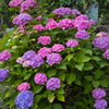 紫陽花