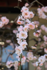 枝垂れ梅