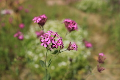 ムシトリナデシコ