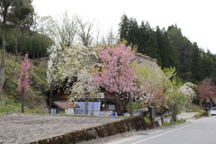 カラフル