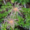 室堂の花１０