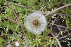 きたろうのおやじ